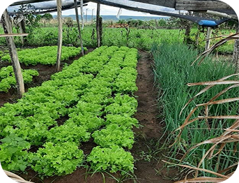 Plantação