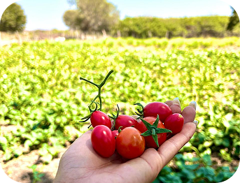 Tomates colhidos